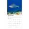 BrownTrout; Sharks | 2027 12 x 24 Inch (Hanging) Monthly Square Wall Calendar | Plastic-Free; Category:Wall Calendars; Image:5